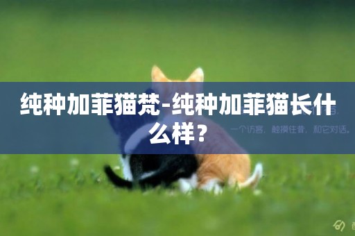 純種加菲貓梵-純種加菲貓長什么樣？