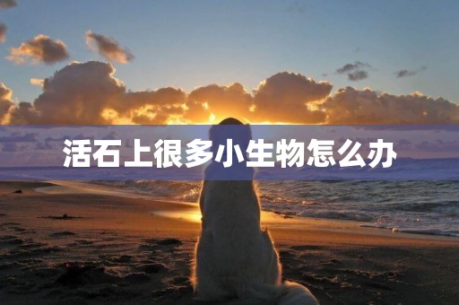 活石上很多小生物怎么辦
