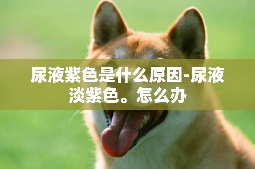 尿液紫色是什么原因-尿液淡紫色。怎么辦