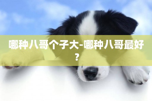 哪種八哥個子大-哪種八哥最好？