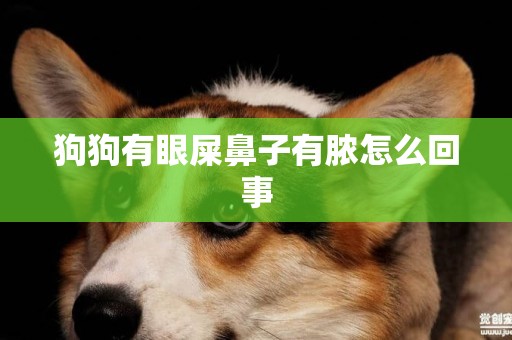 狗狗有眼屎鼻子有膿怎么回事