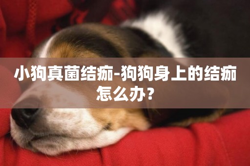 小狗真菌結痂-狗狗身上的結痂怎么辦？