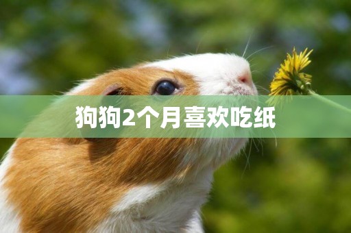 狗狗2個月喜歡吃紙