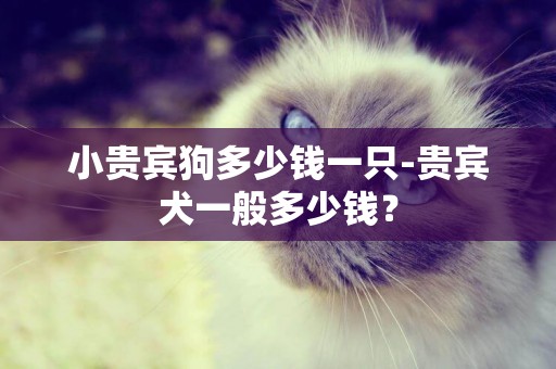小貴賓狗多少錢一只-貴賓犬一般多少錢？