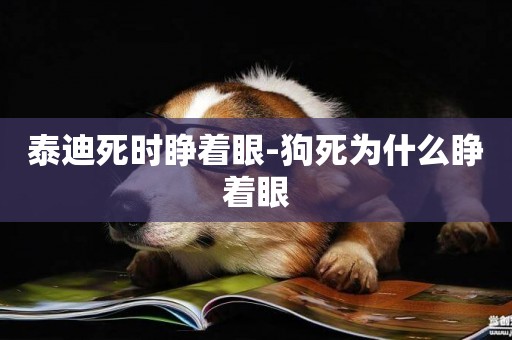 泰迪死時睜著眼-狗死為什么睜著眼