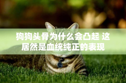 狗狗頭骨為什么會凸起 這居然是血統純正的表現
