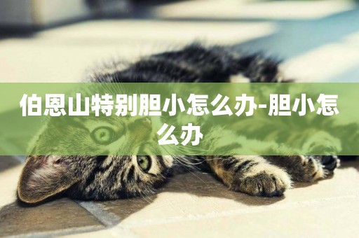 伯恩山特別膽小怎么辦-膽小怎么辦