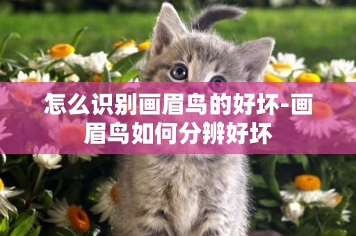 怎么識別畫眉鳥的好壞-畫眉鳥如何分辨好壞