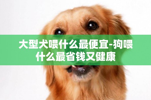 大型犬喂什么最便宜-狗喂什么最省錢又健康