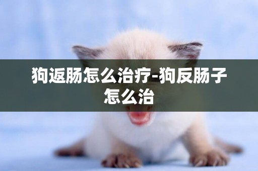狗返腸怎么治療-狗反腸子怎么治