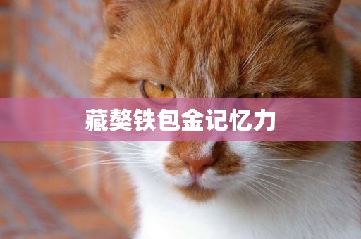 藏獒鐵包金記憶力