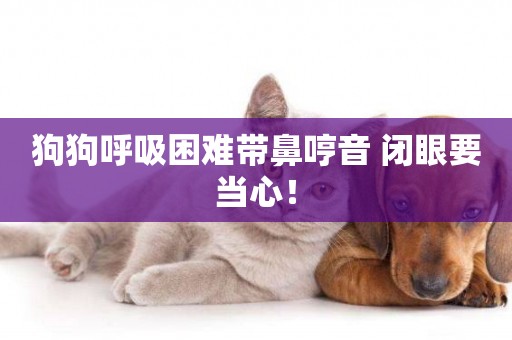 狗狗呼吸困難帶鼻哼音 閉眼要當心！