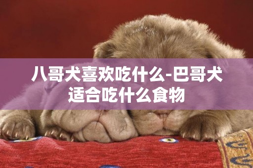 八哥犬喜歡吃什么-巴哥犬適合吃什么食物