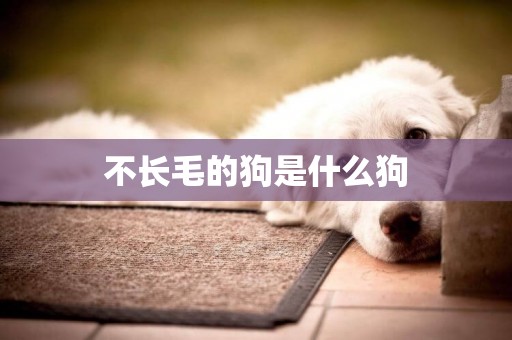 不長毛的狗是什么狗