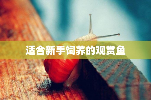 適合新手飼養的觀賞魚