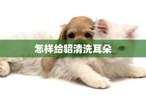 怎樣給貂清洗耳朵