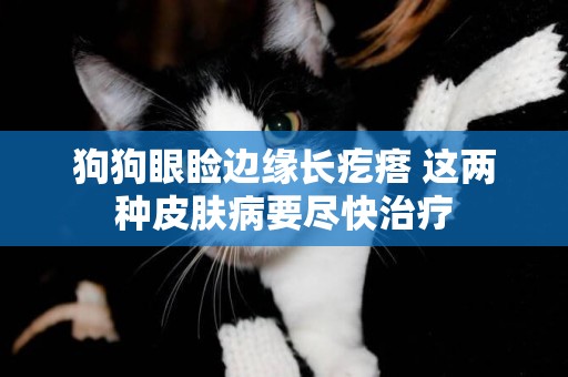 狗狗眼瞼邊緣長疙瘩 這兩種皮膚病要盡快治療