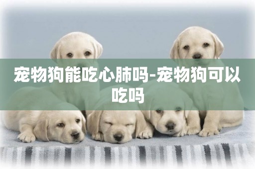 寵物狗能吃心肺嗎-寵物狗可以吃嗎