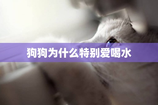 狗狗為什么特別愛喝水