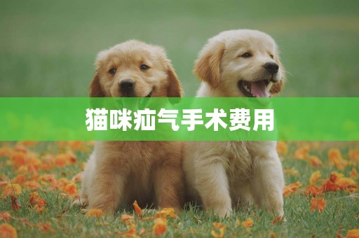貓咪疝氣手術費用