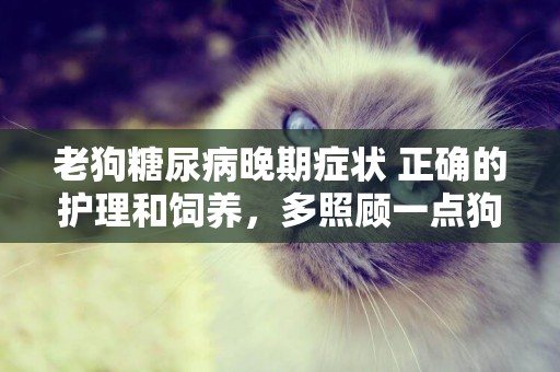 老狗糖尿病晚期癥狀 正確的護理和飼養，多照顧一點狗狗吧