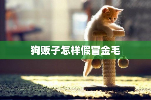 狗販子怎樣假冒金毛