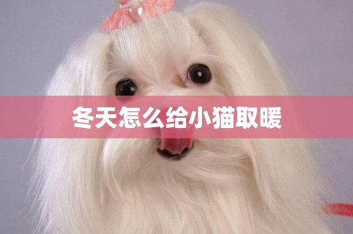 冬天怎么給小貓取暖