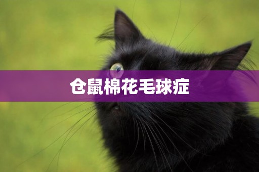 倉鼠棉花毛球癥