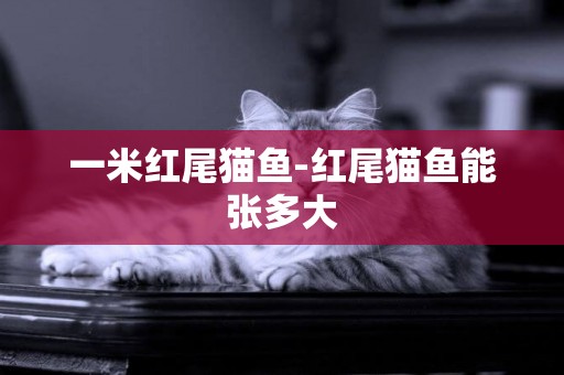一米紅尾貓魚-紅尾貓魚能張多大