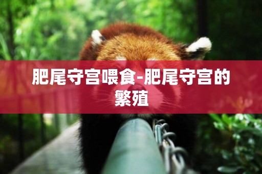 肥尾守宮喂食-肥尾守宮的繁殖