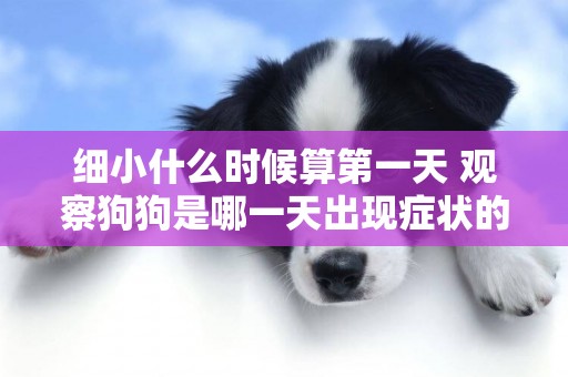 細小什么時候算第一天 觀察狗狗是哪一天出現癥狀的