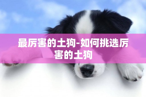 最厲害的土狗-如何挑選厲害的土狗