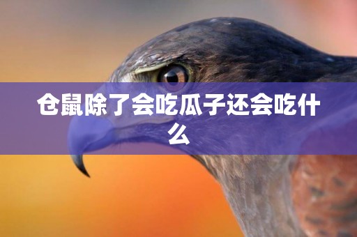 倉鼠除了會吃瓜子還會吃什么