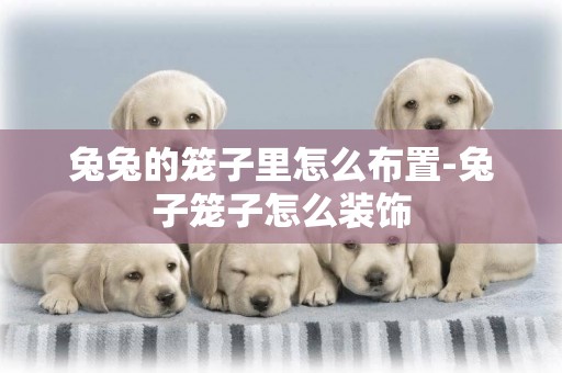 兔兔的籠子里怎么布置-兔子籠子怎么裝飾