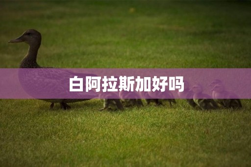 白阿拉斯加好嗎