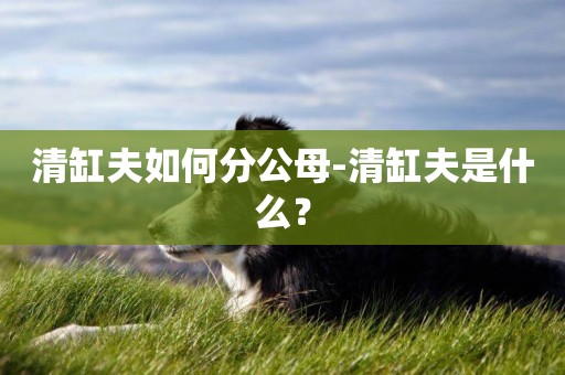 清缸夫如何分公母-清缸夫是什么？