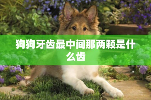 狗狗牙齒最中間那兩顆是什么齒