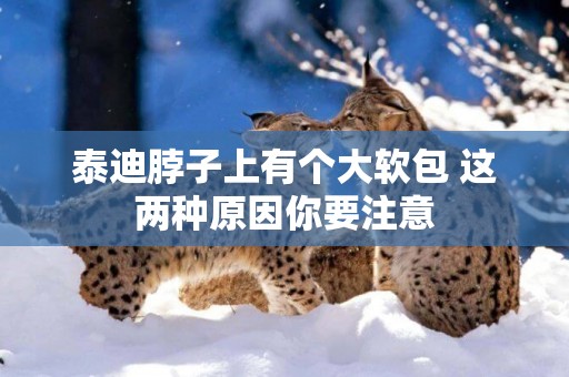 泰迪脖子上有個大軟包 這兩種原因你要注意