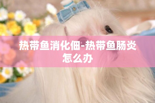 熱帶魚消化佃-熱帶魚腸炎怎么辦