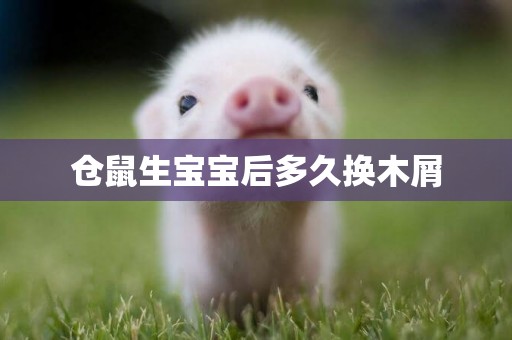 倉鼠生寶寶后多久換木屑