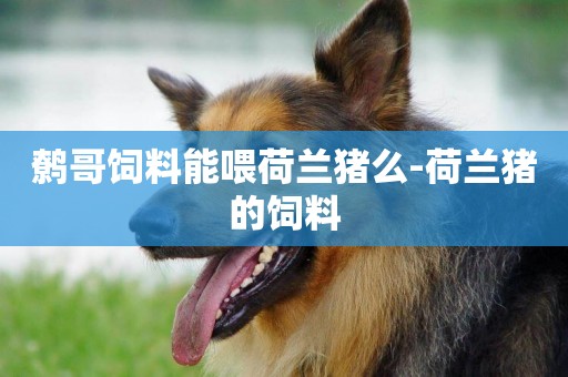 鷯哥飼料能喂荷蘭豬么-荷蘭豬的飼料