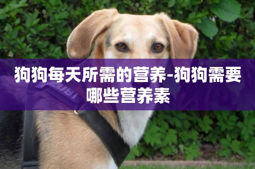 狗狗每天所需的營養-狗狗需要哪些營養素