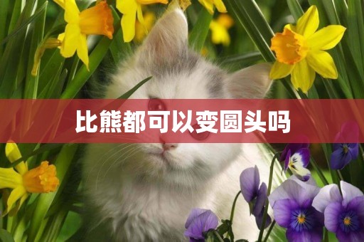 比熊都可以變圓頭嗎