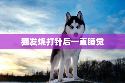 貓發燒打針后一直睡覺