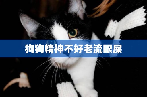 狗狗精神不好老流眼屎