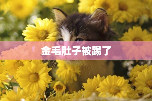 金毛肚子被踢了