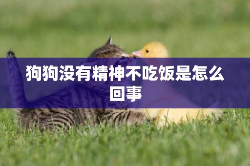 狗狗沒有精神不吃飯是怎么回事