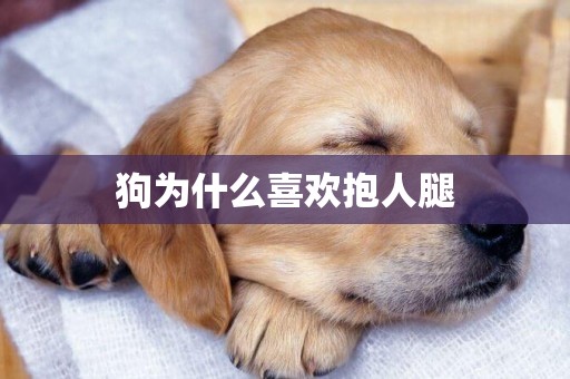 狗為什么喜歡抱人腿