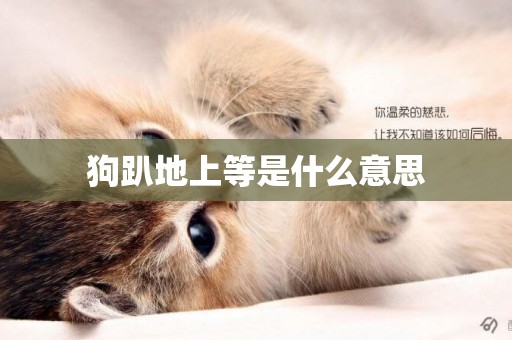 狗趴地上等是什么意思