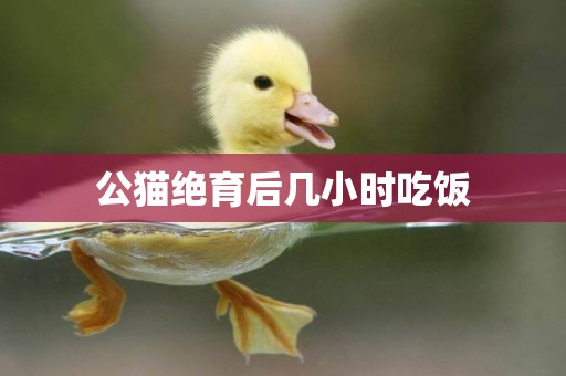 公貓絕育后幾小時吃飯